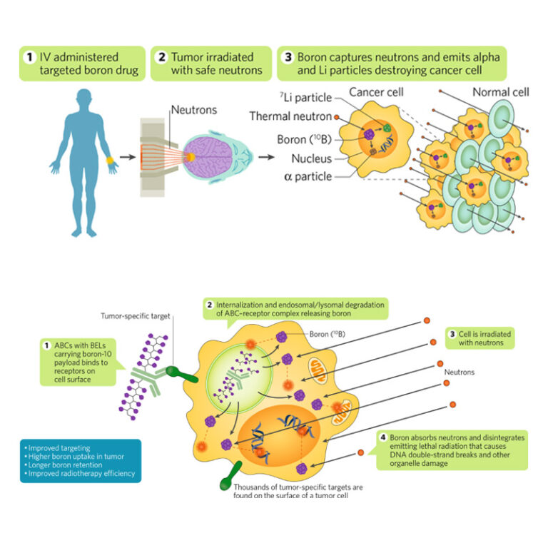 Developing-targeted-drugs-for-boron-neutron-capture-therapy-to-treat ...