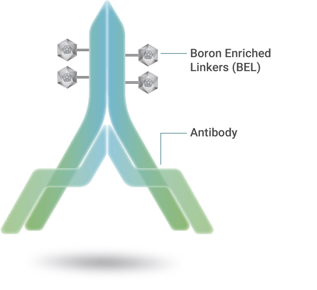 main-antibody